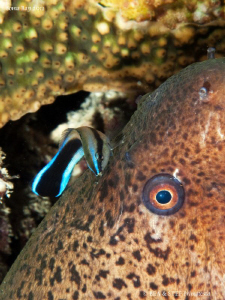 Moray eel  with common cleanerfish. by Bea & Stef Primatesta 